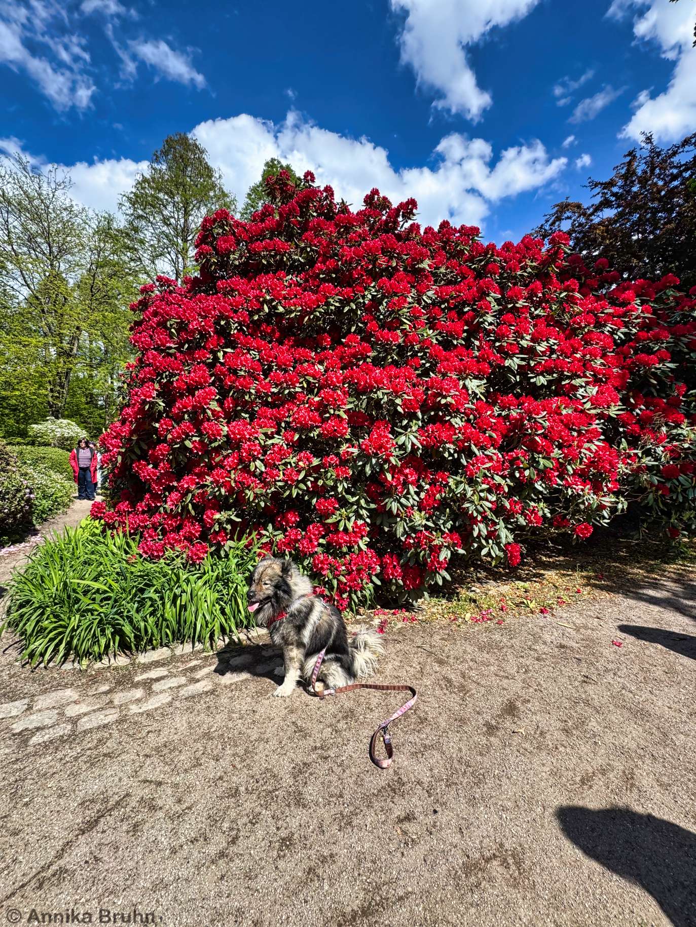 Q am Rhododendren